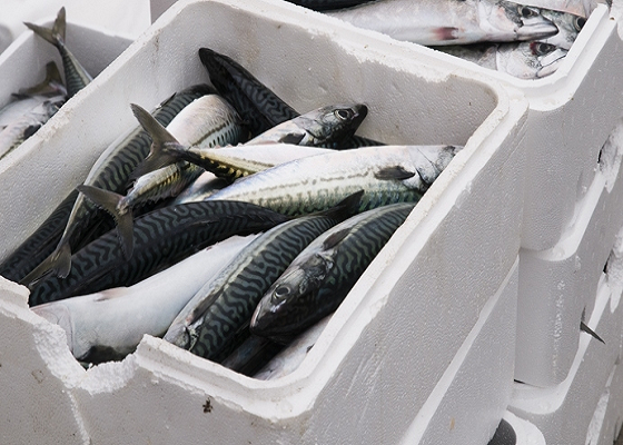 ¿Los productores de pescado deberían invertir máquina de poliestireno expandido a hacer el tema de reciclado de poliestireno?