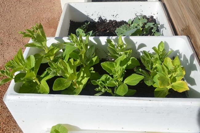 insolucion de la planta de unicel