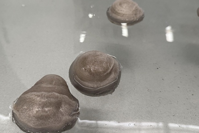 reciclaje de polietileno expandido